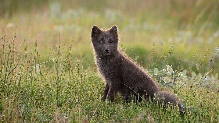 Polarfuchs